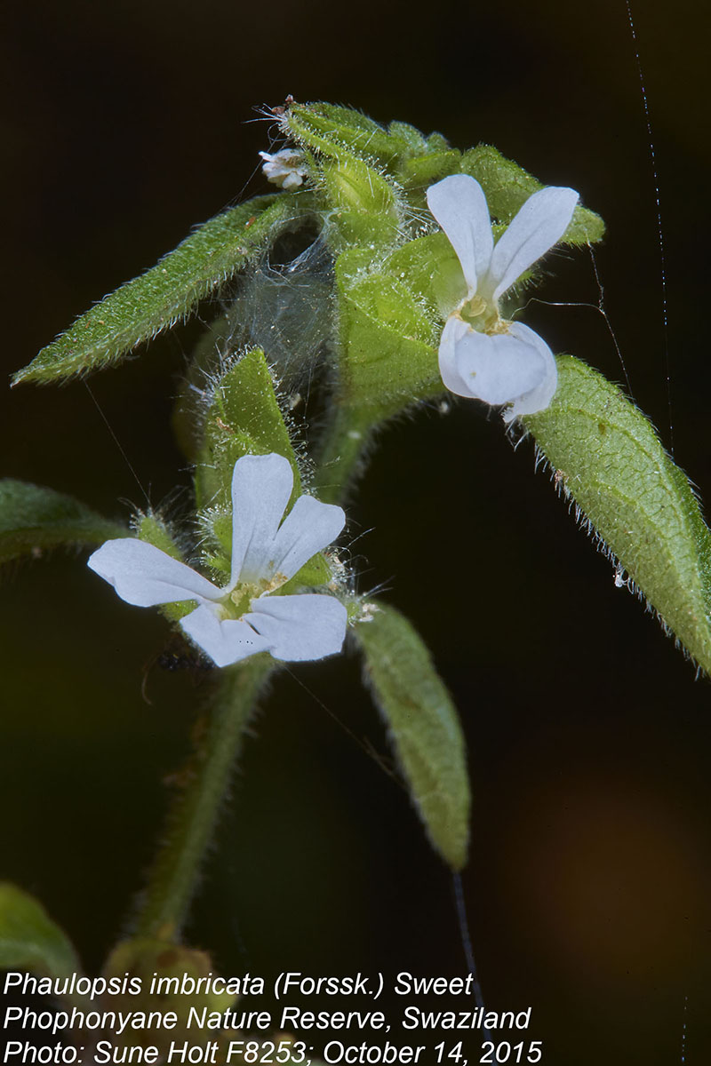 Acanthaceae Phaulopsis imbricata