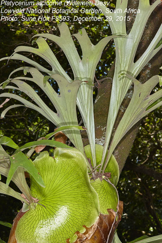 Polypodiaceae Platycerium alcicorne
