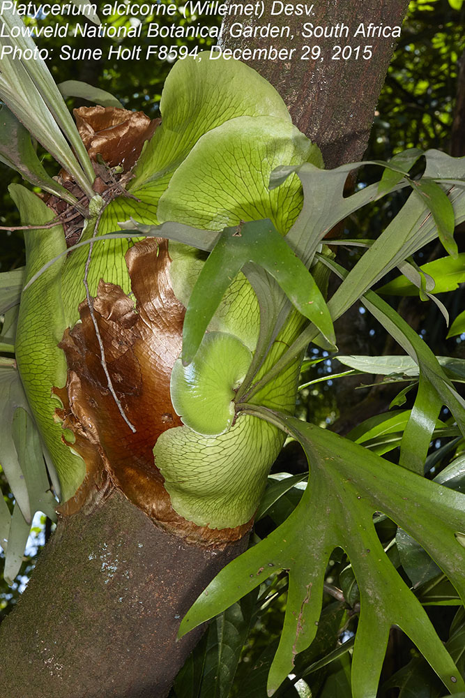Polypodiaceae Platycerium alcicorne