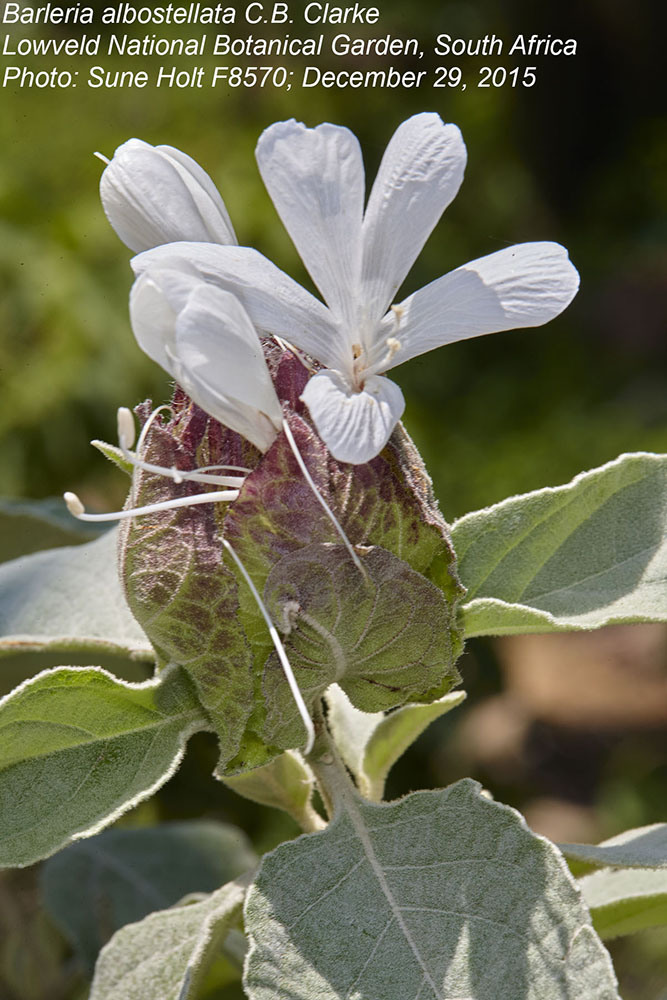 Acanthaceae Barleria albostellata