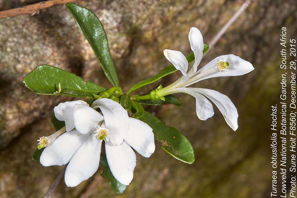 Meliaceae Turraea obtusifolia