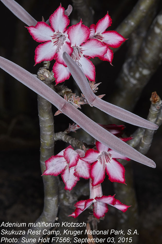 Apocynaceae Adenium multiflorum