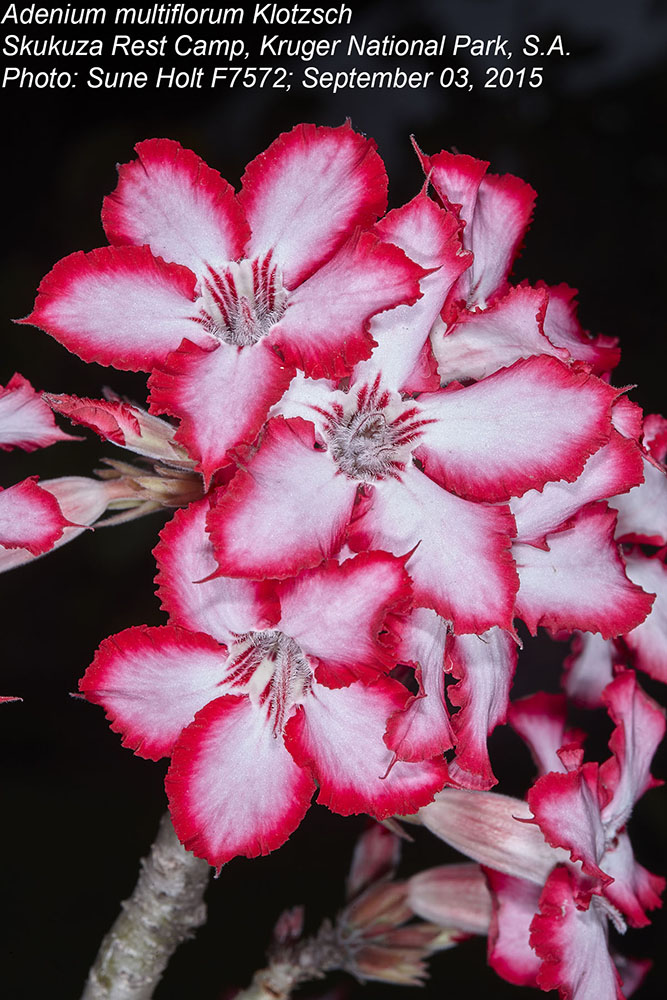 Apocynaceae Adenium multiflorum