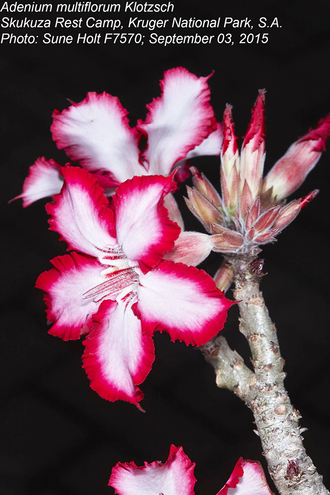 Apocynaceae Adenium multiflorum