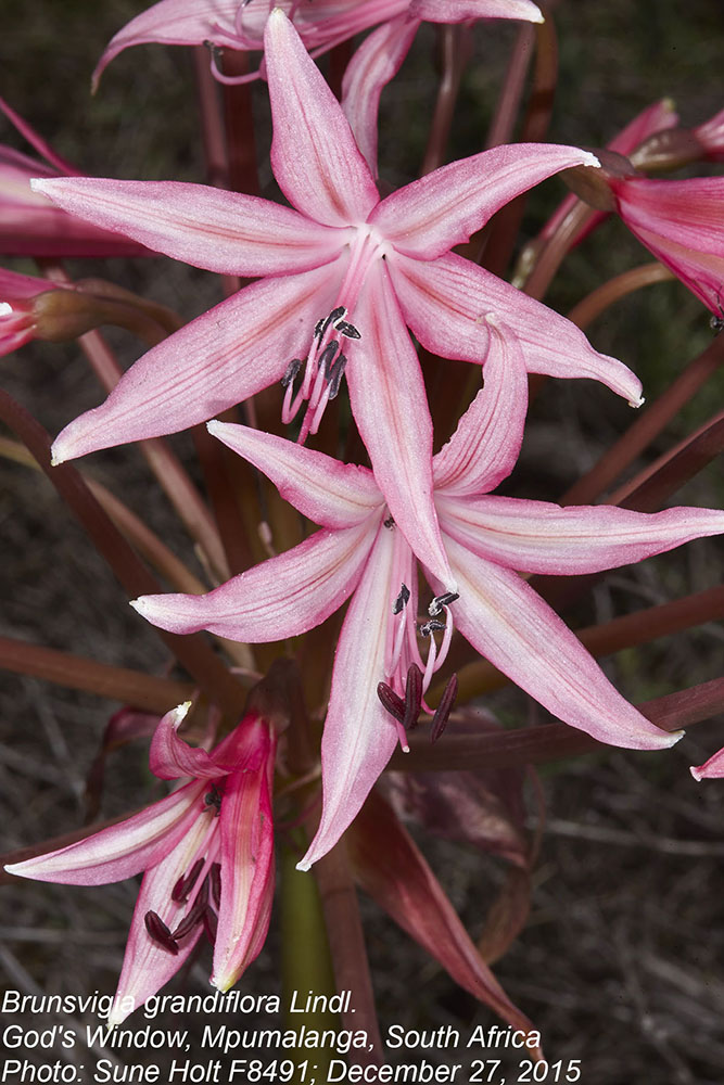 Amaryllidaceae Brunsvigia grandiflora