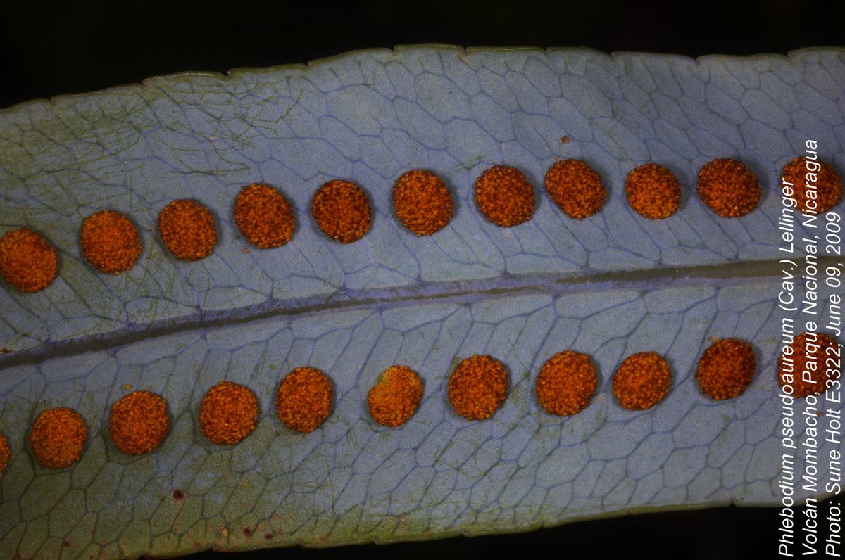 Polypodiaceae Phlebodium pseudoaureum