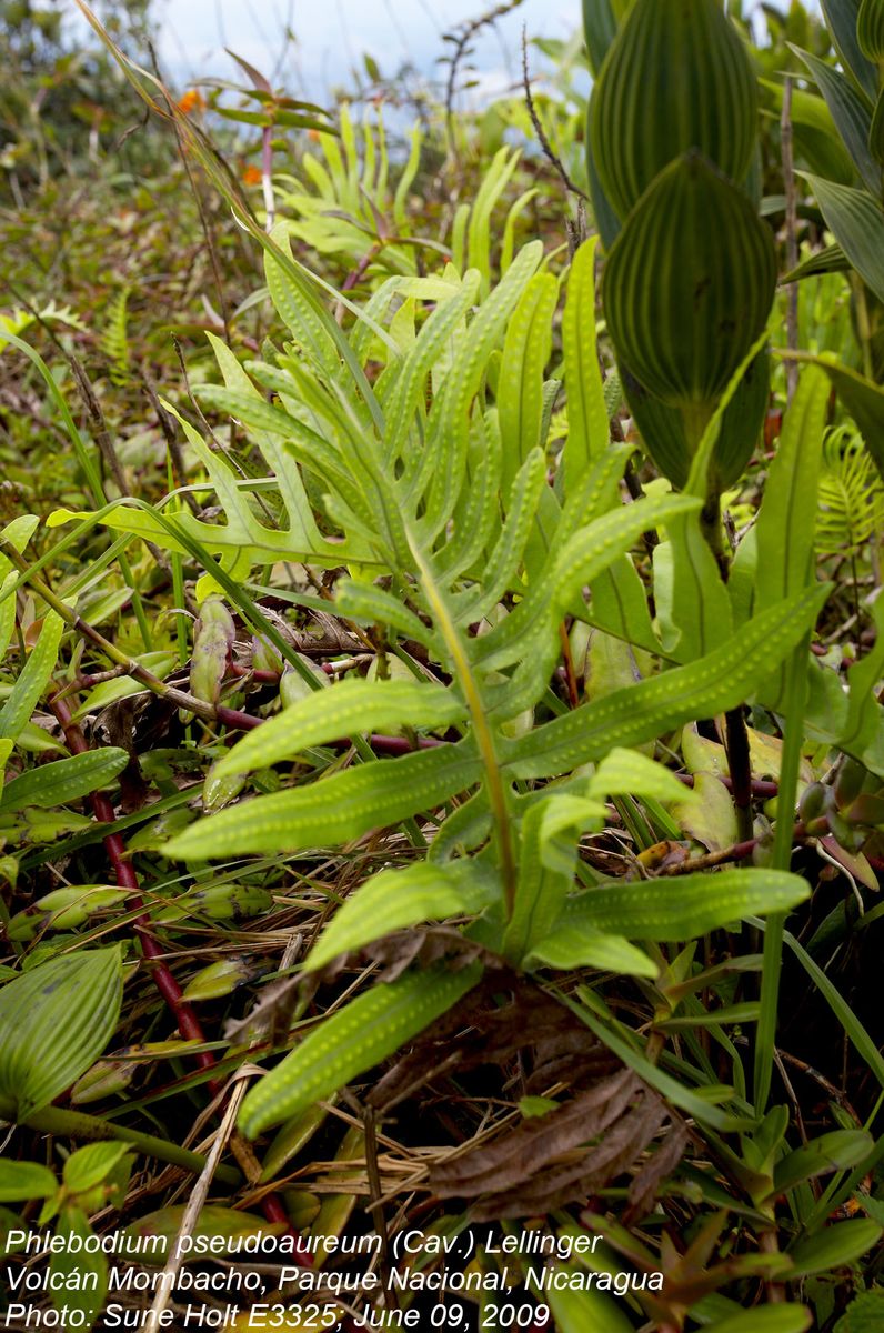 Polypodiaceae Phlebodium pseudoaureum