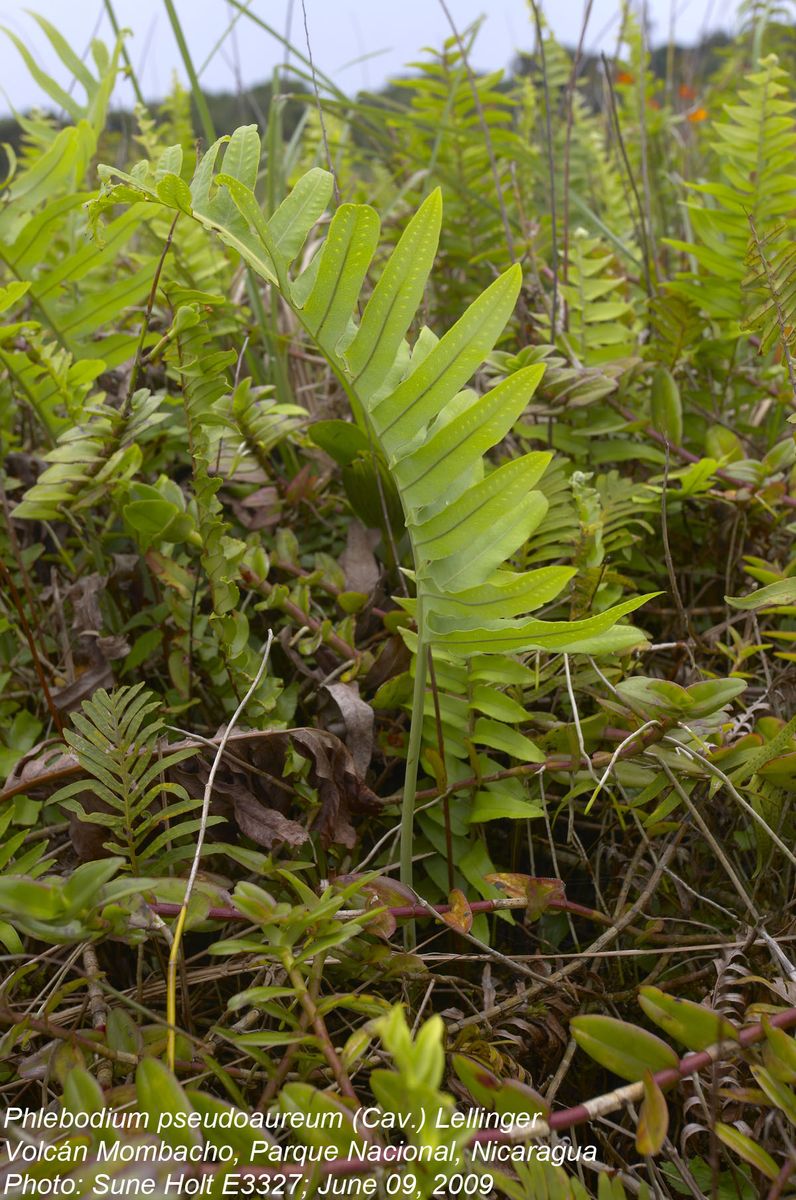 Polypodiaceae Phlebodium pseudoaureum