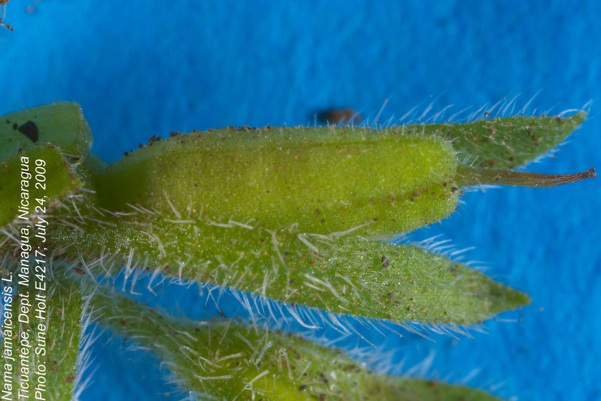 Hydrophyllaceae Nama jamaicensis