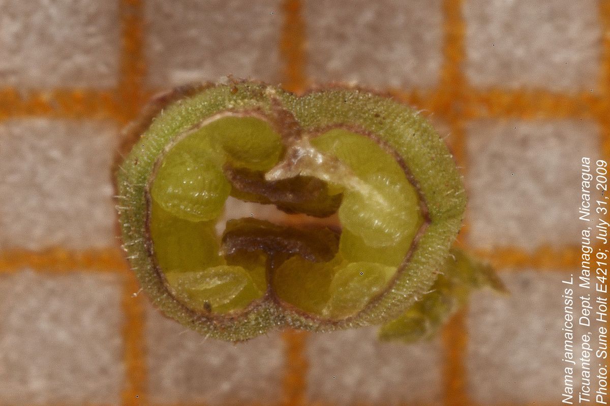 Hydrophyllaceae Nama jamaicensis