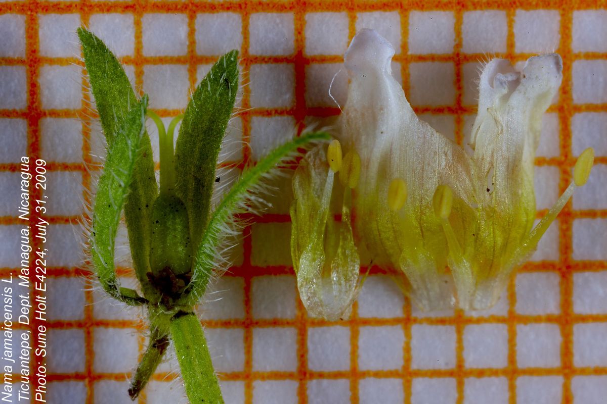 Hydrophyllaceae Nama jamaicensis