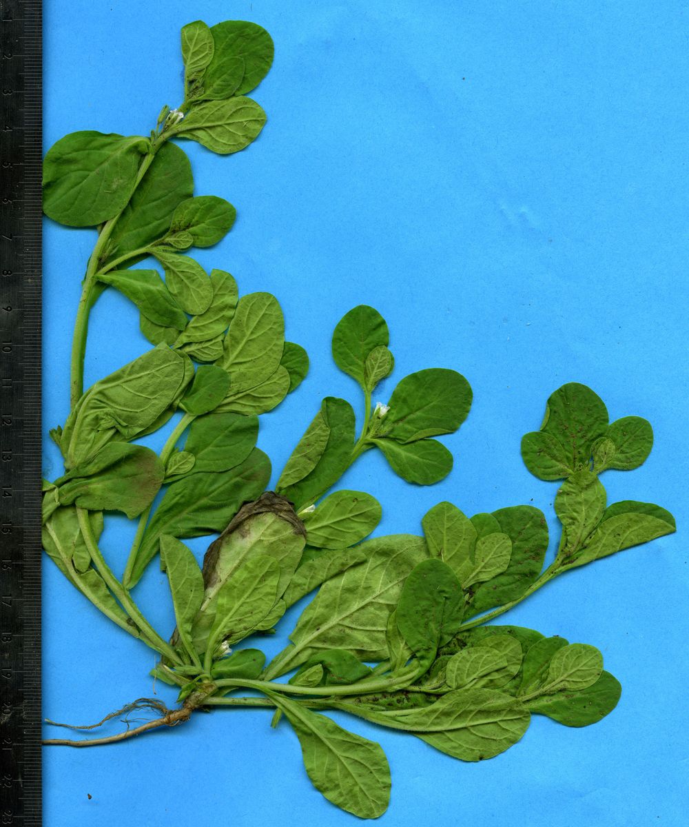 Hydrophyllaceae Nama jamaicensis