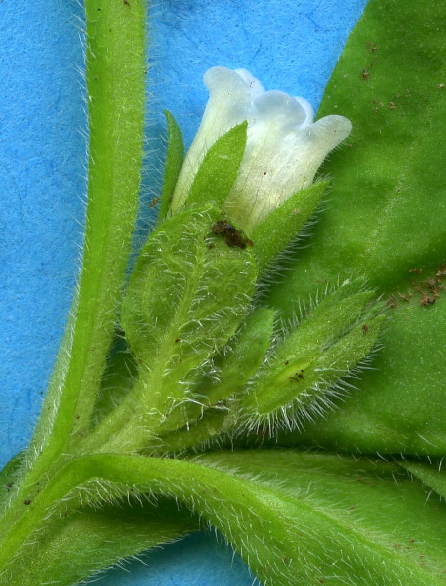 Hydrophyllaceae Nama jamaicensis