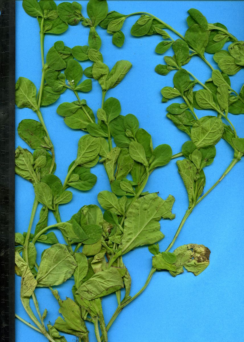 Hydrophyllaceae Nama jamaicensis