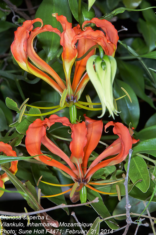 Colchicaceae Gloriosa superba