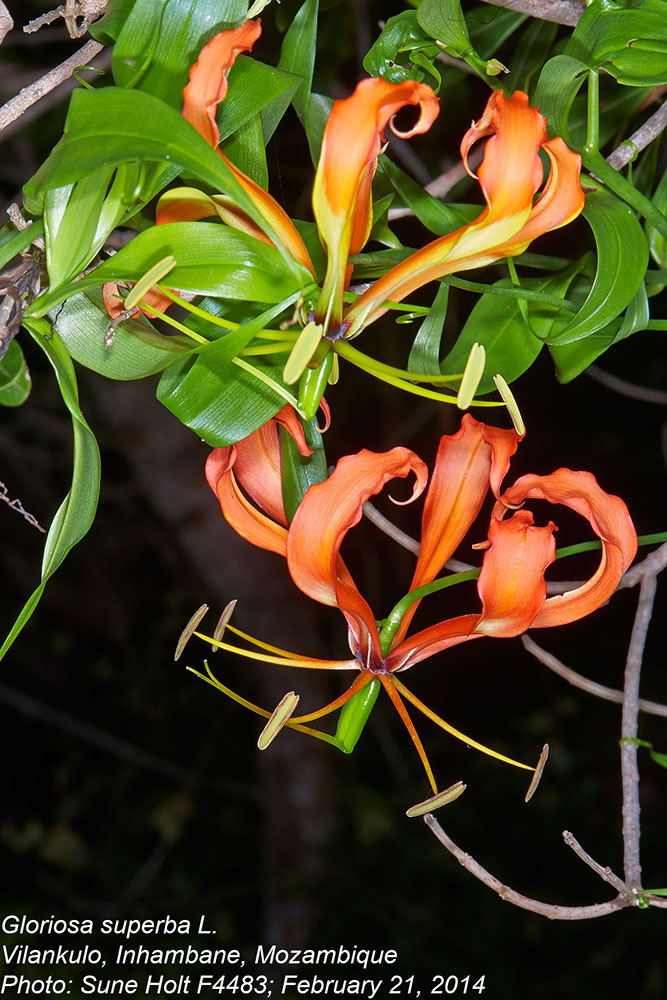 Colchicaceae Gloriosa superba