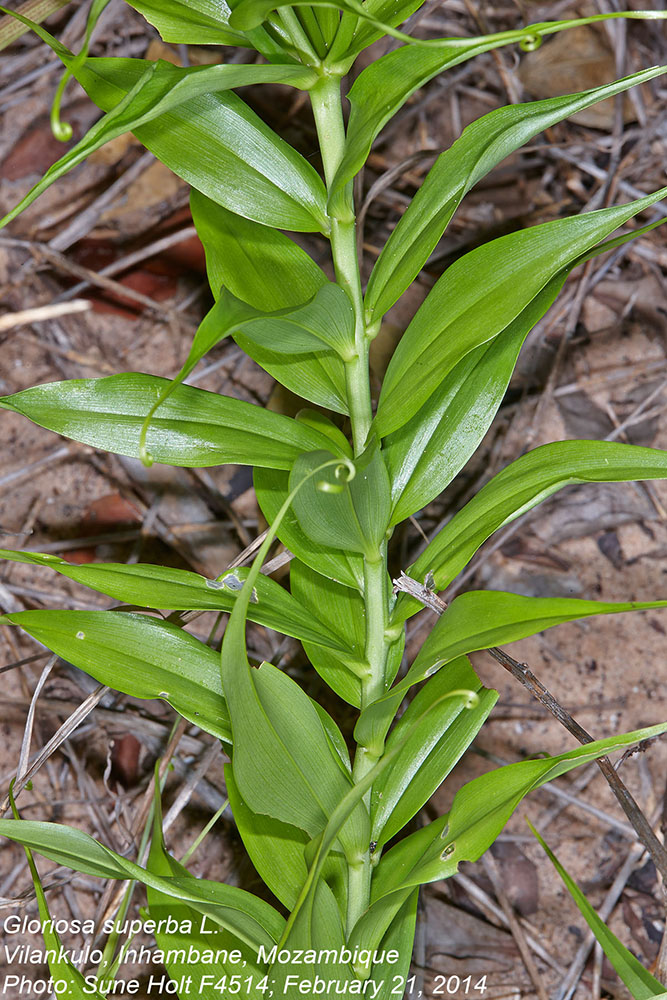 Colchicaceae Gloriosa superba