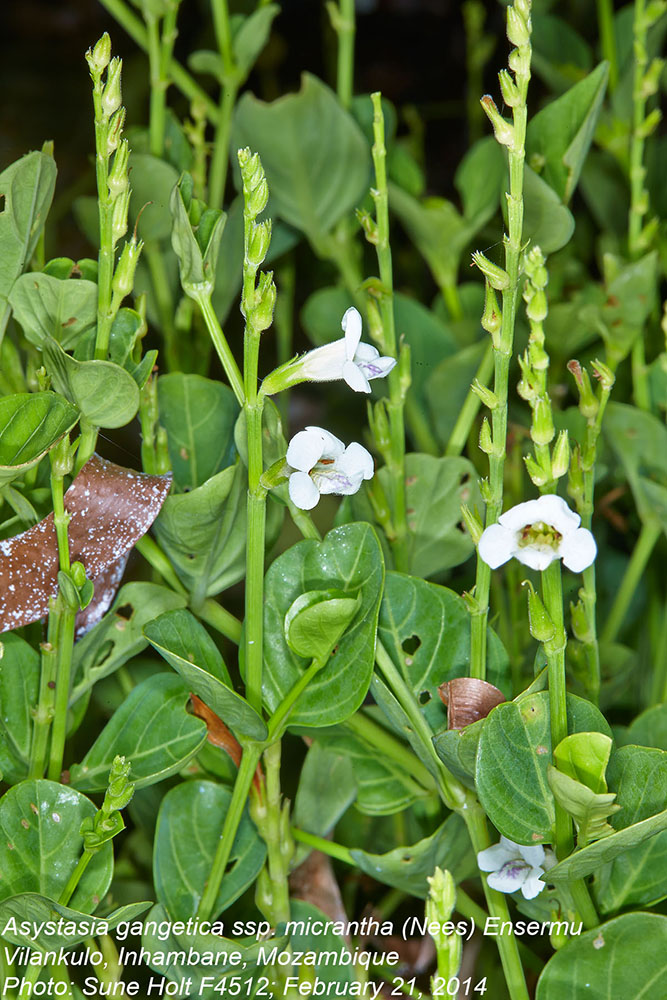 Acanthaceae Asystasia gangetica