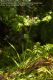 image of Watsonia borbonica