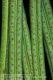 image of Campyloneurum angustifolium