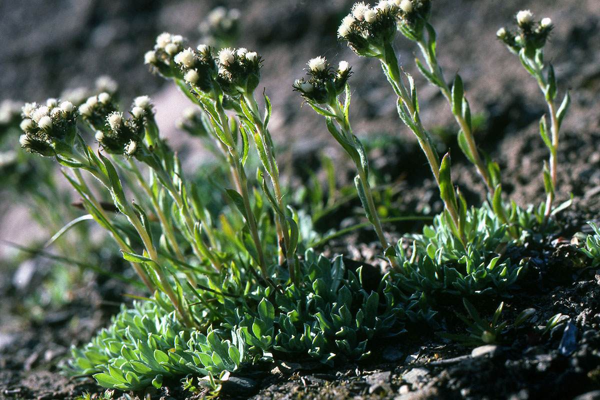Asteraceae Antennaria porsildii