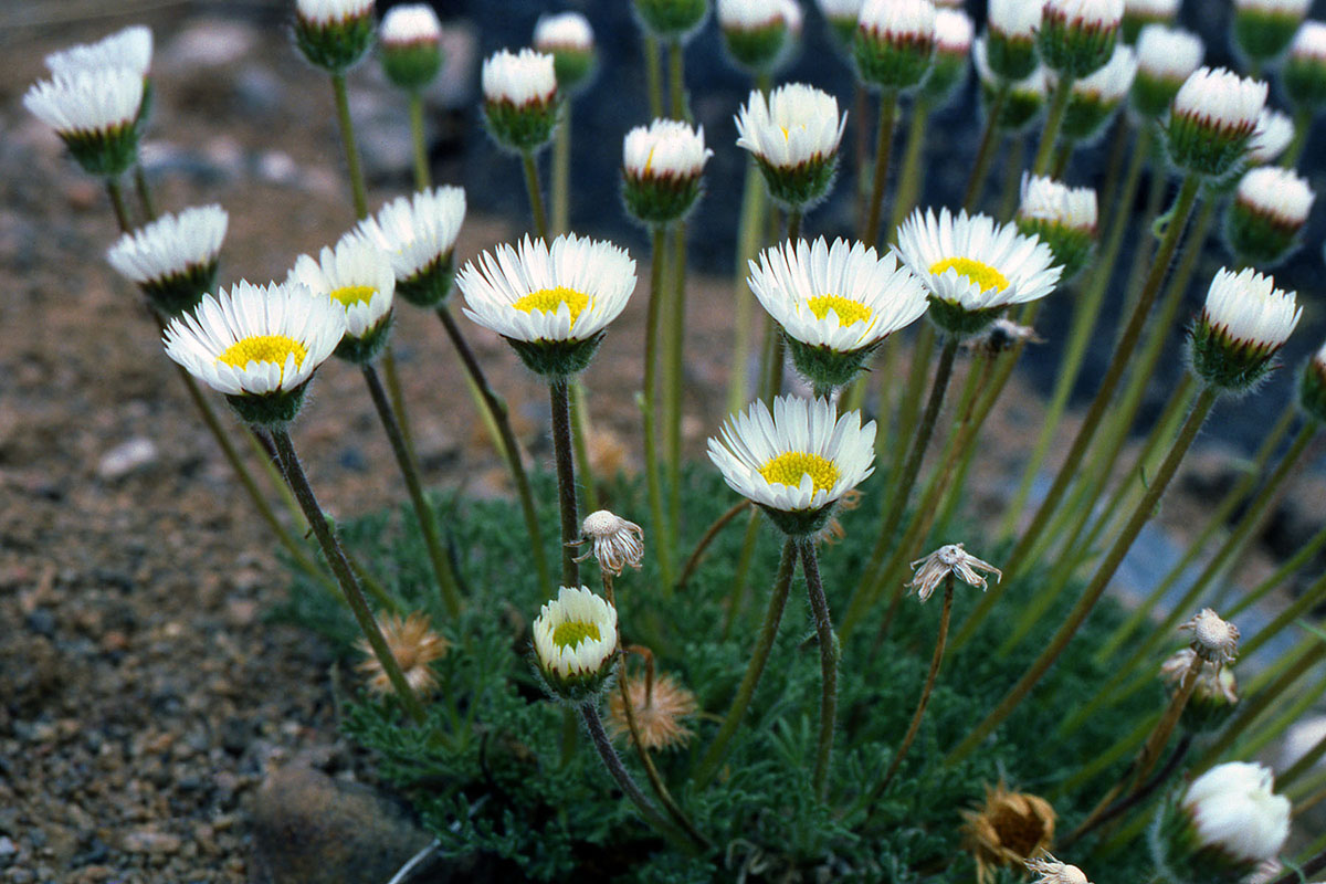 Asteraceae Erigeron compositus