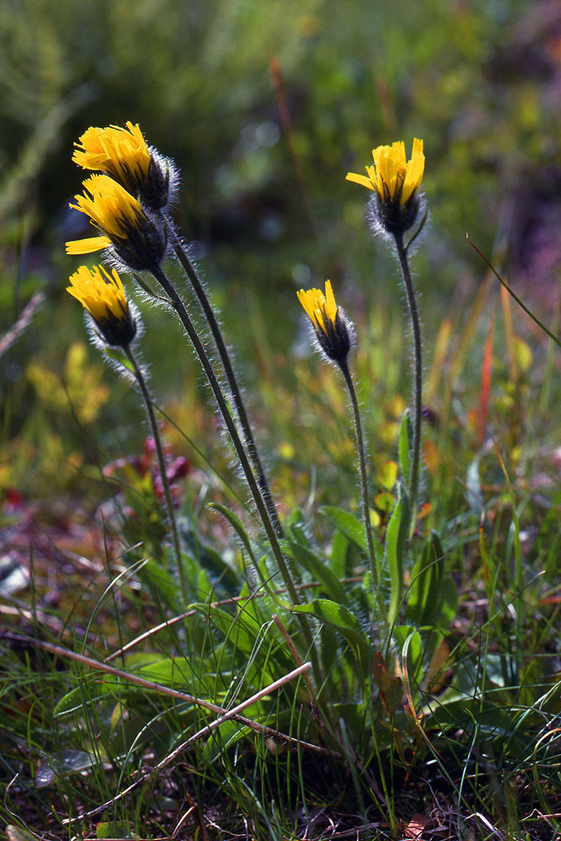 Asteraceae Hieracium alpinum