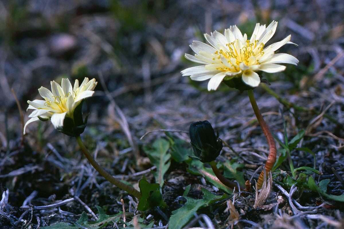 Asteraceae Taraxacum arcticum