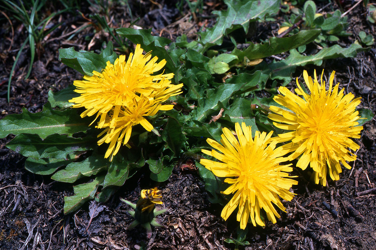 Asteraceae Taraxacum lapponicum