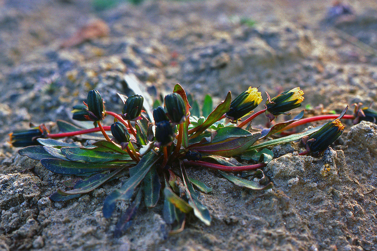 Asteraceae Taraxacum phymatocarpum