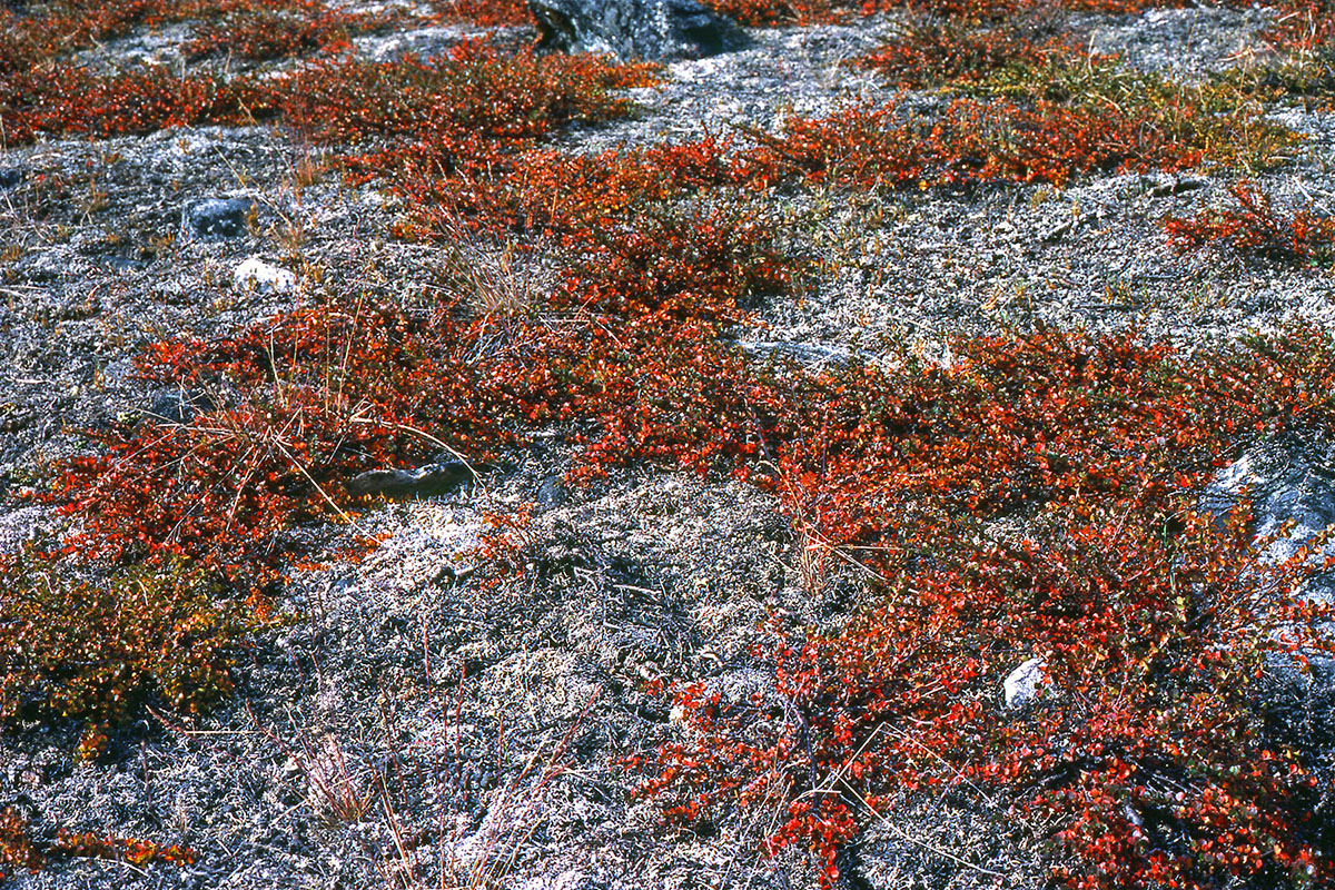 Betulaceae Betula nana