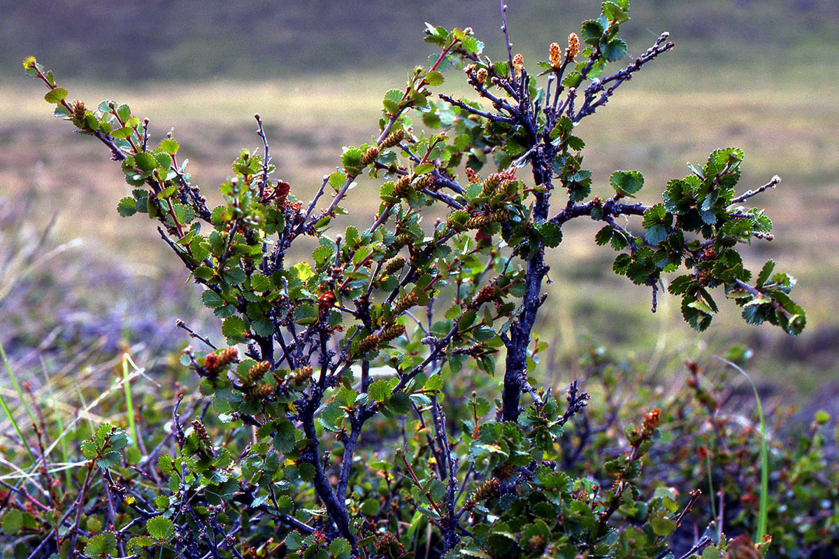 Betulaceae Betula nana