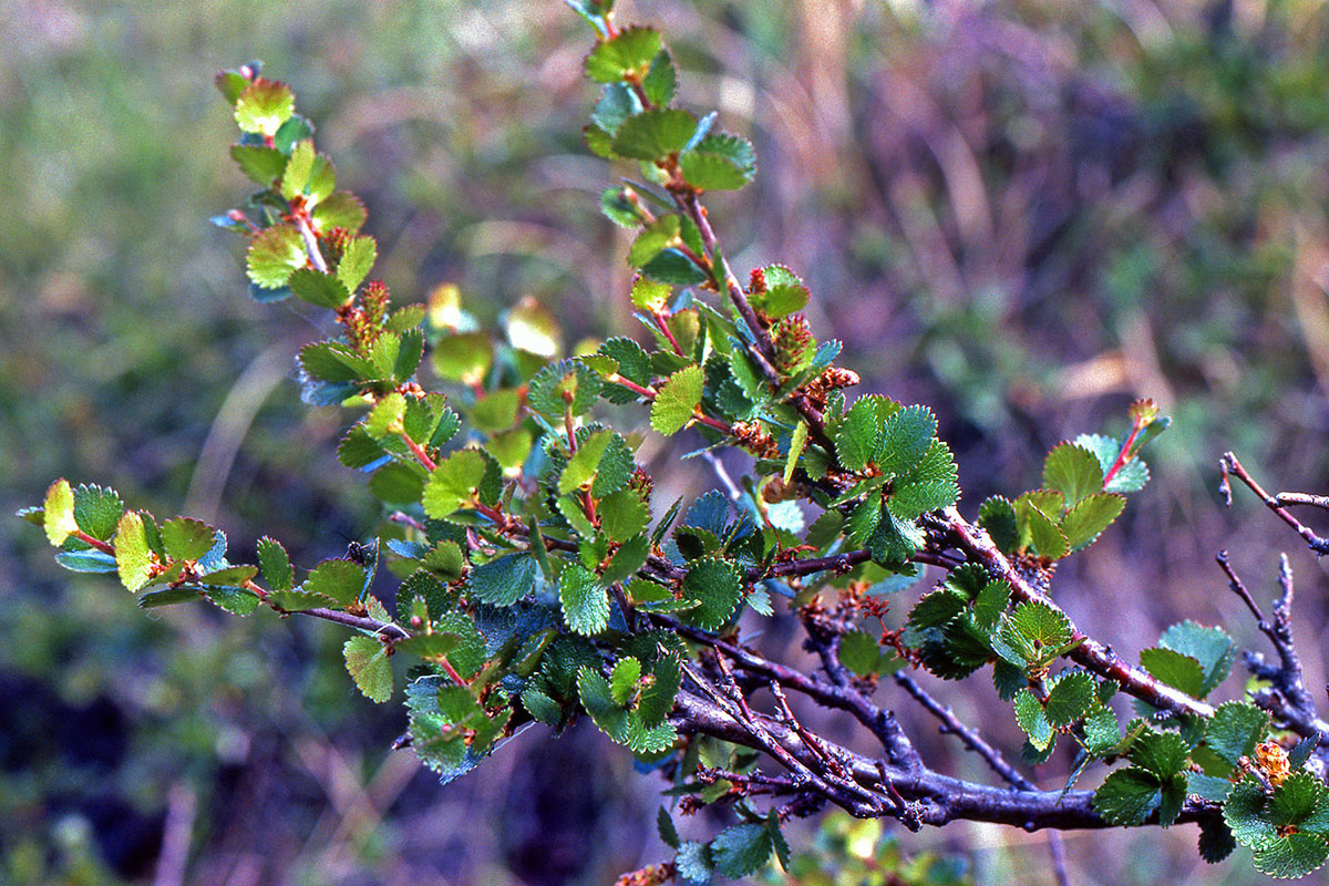 Betulaceae Betula nana