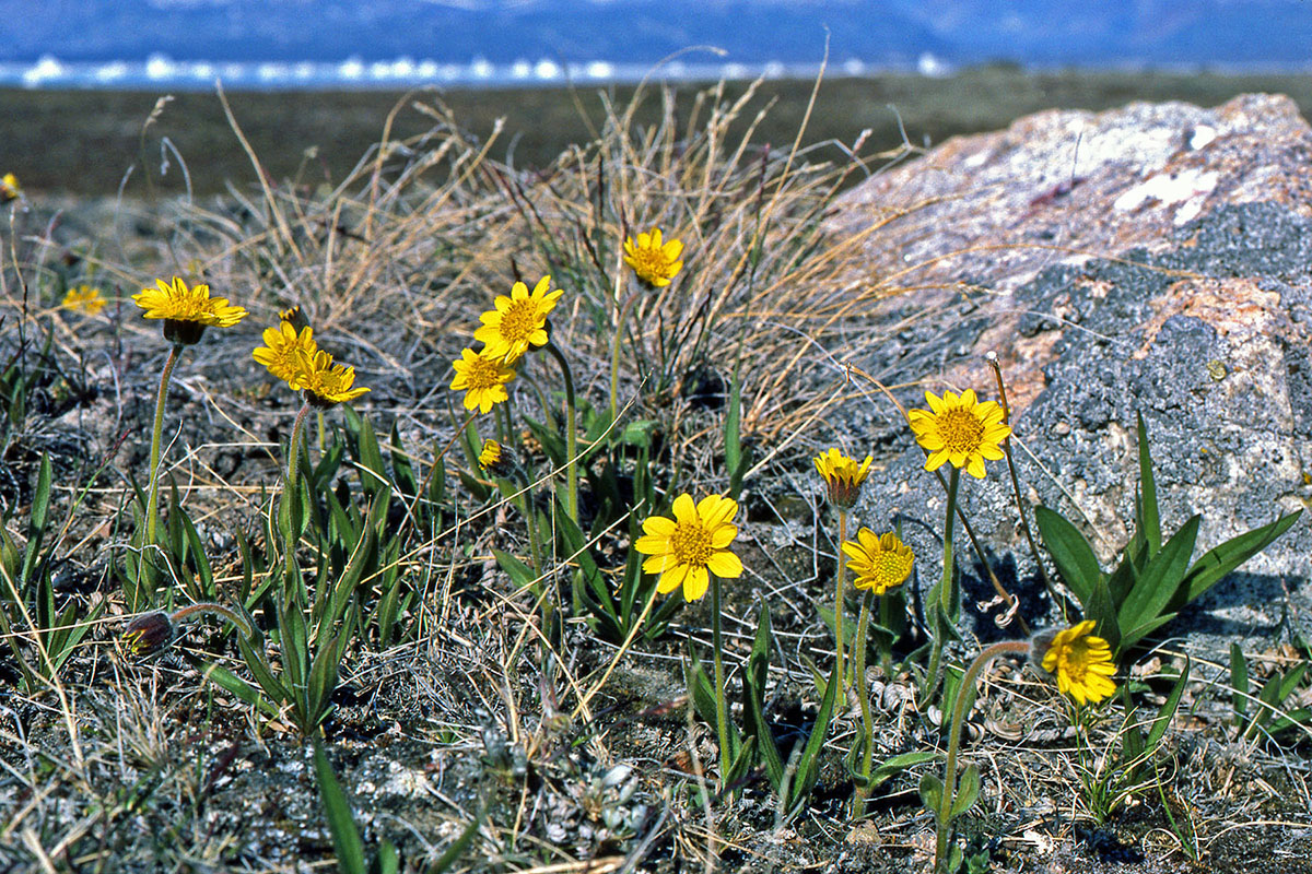 Asteraceae Arnica angustifolia