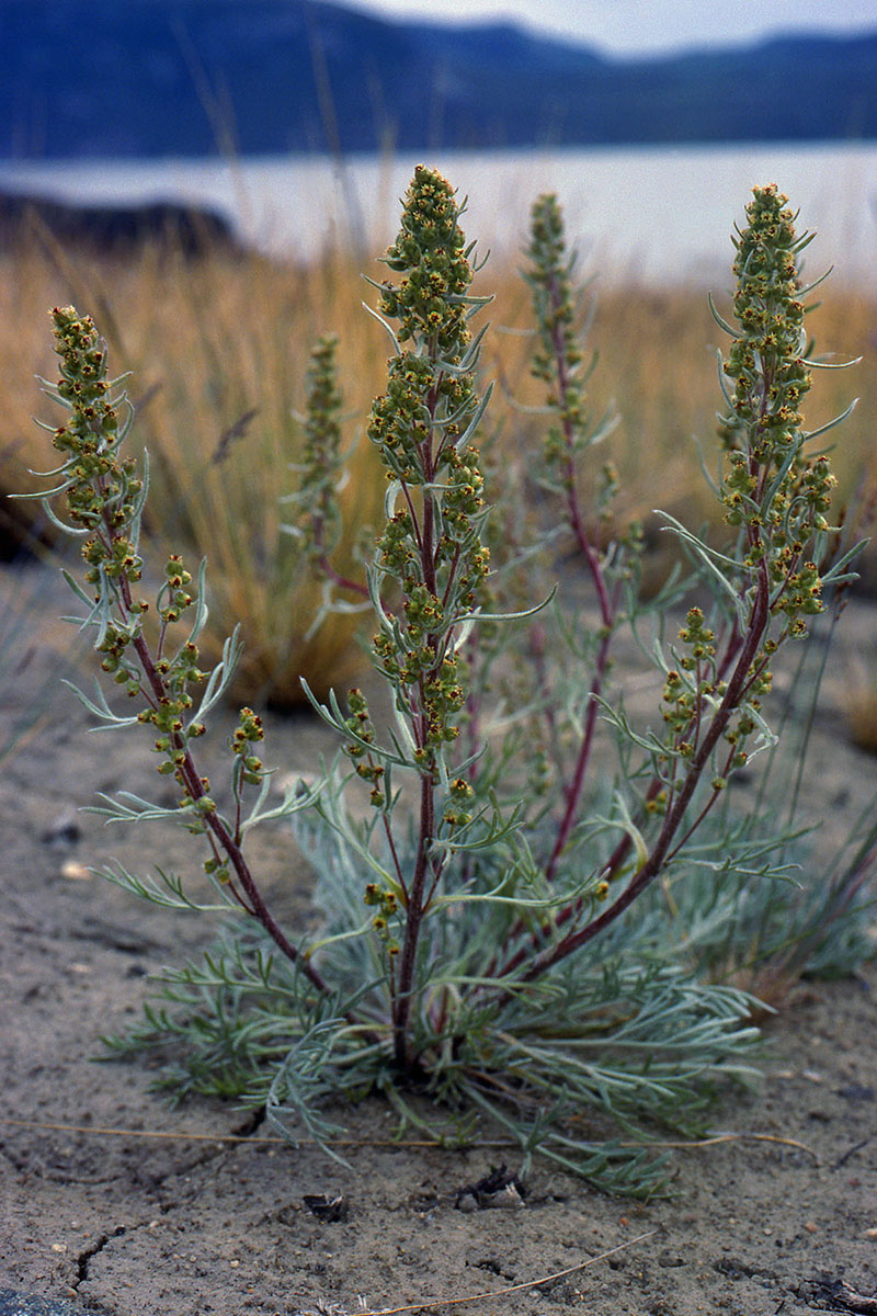 Asteraceae Artemisia campestris