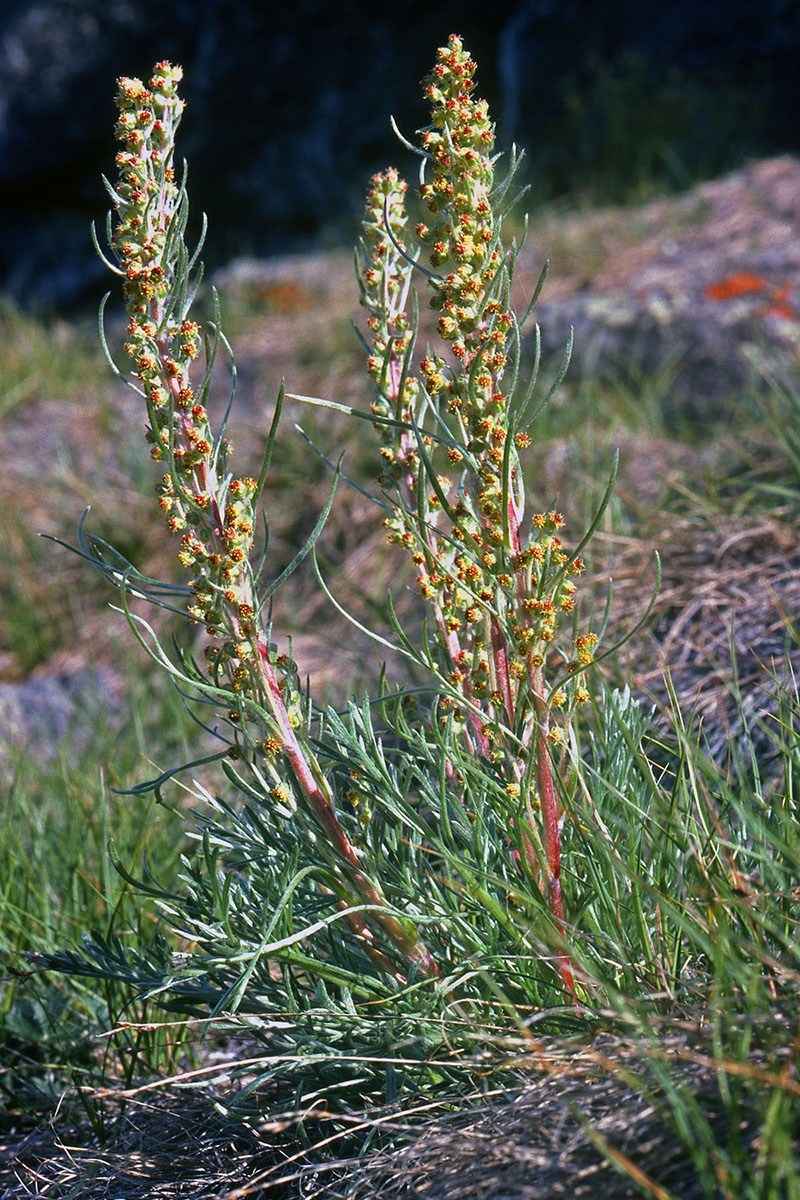 Asteraceae Artemisia campestris