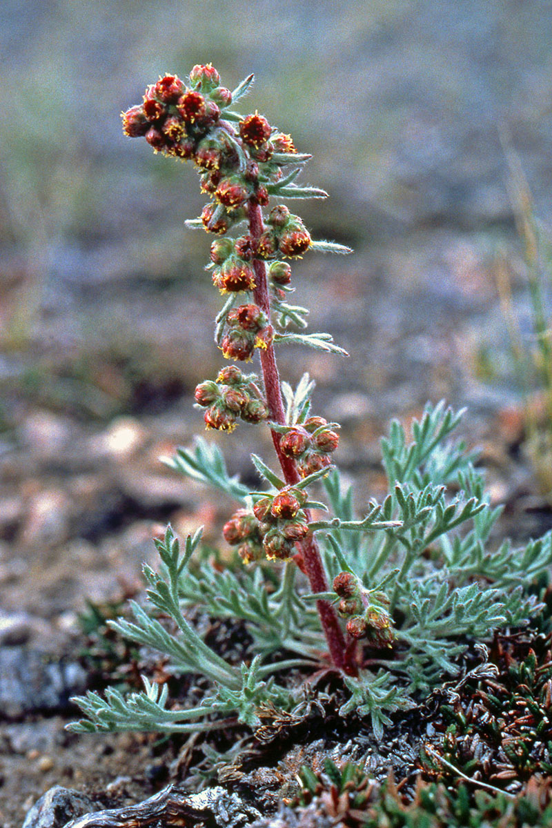 Asteraceae Artemisia campestris