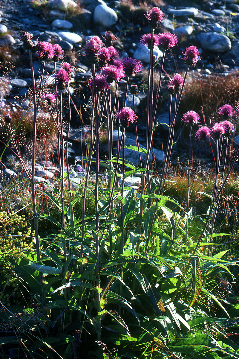 Asteraceae Cirsium helenioides