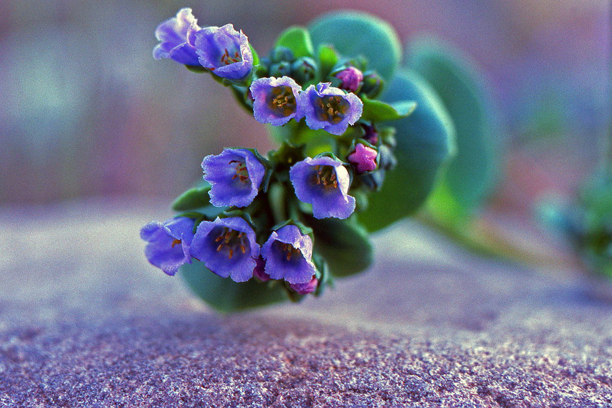 Boraginaceae Mertensia maritima