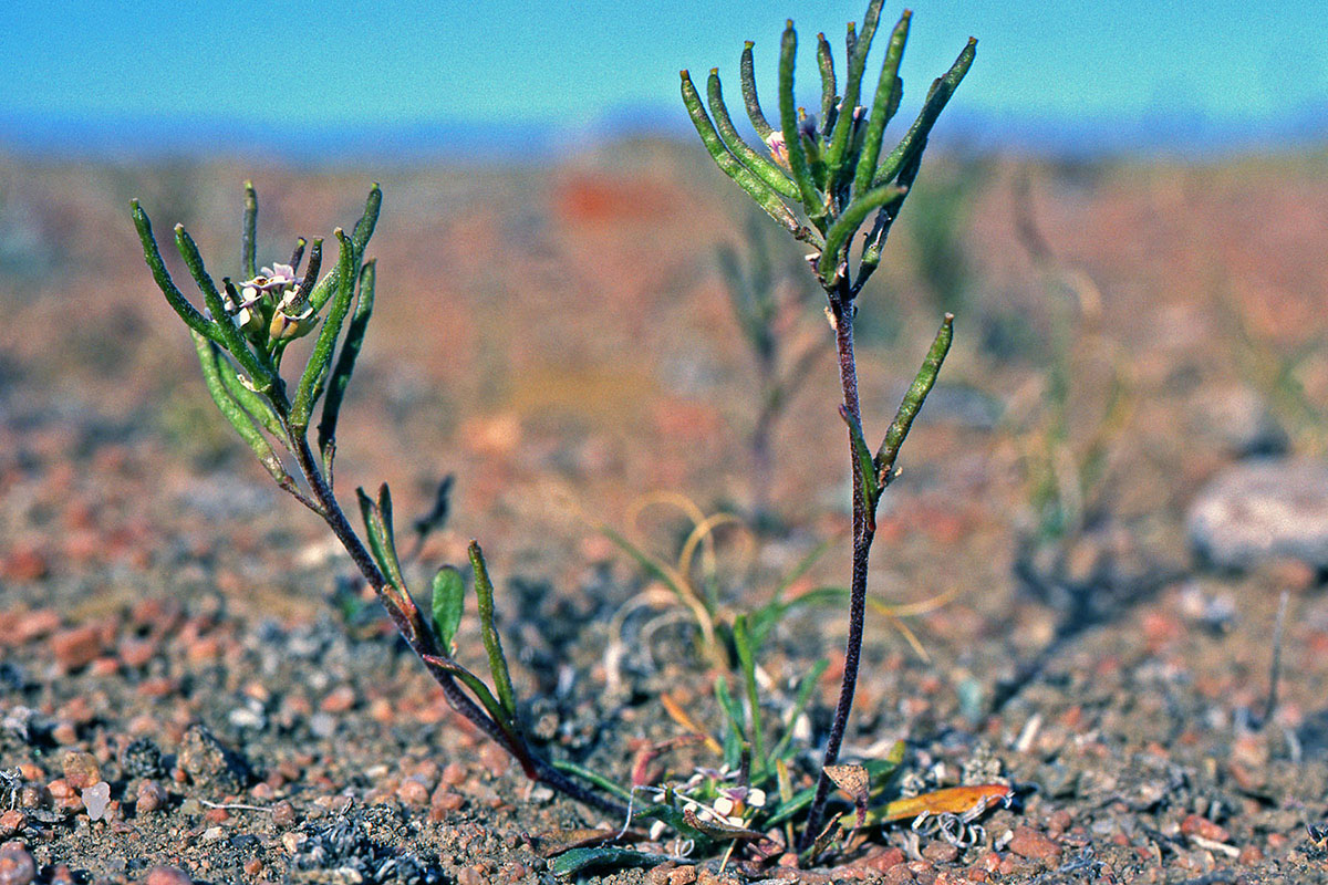 Brassicaceae Braya humilis