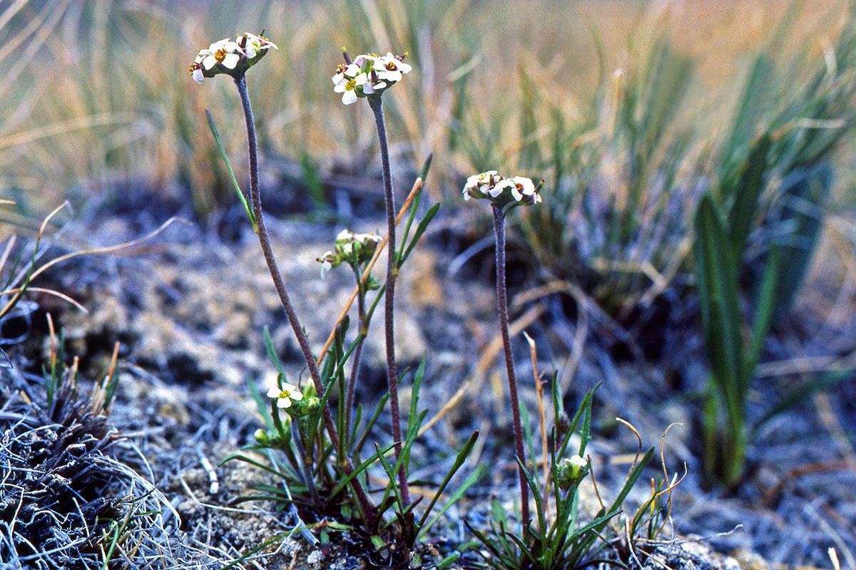 Brassicaceae Braya linearis