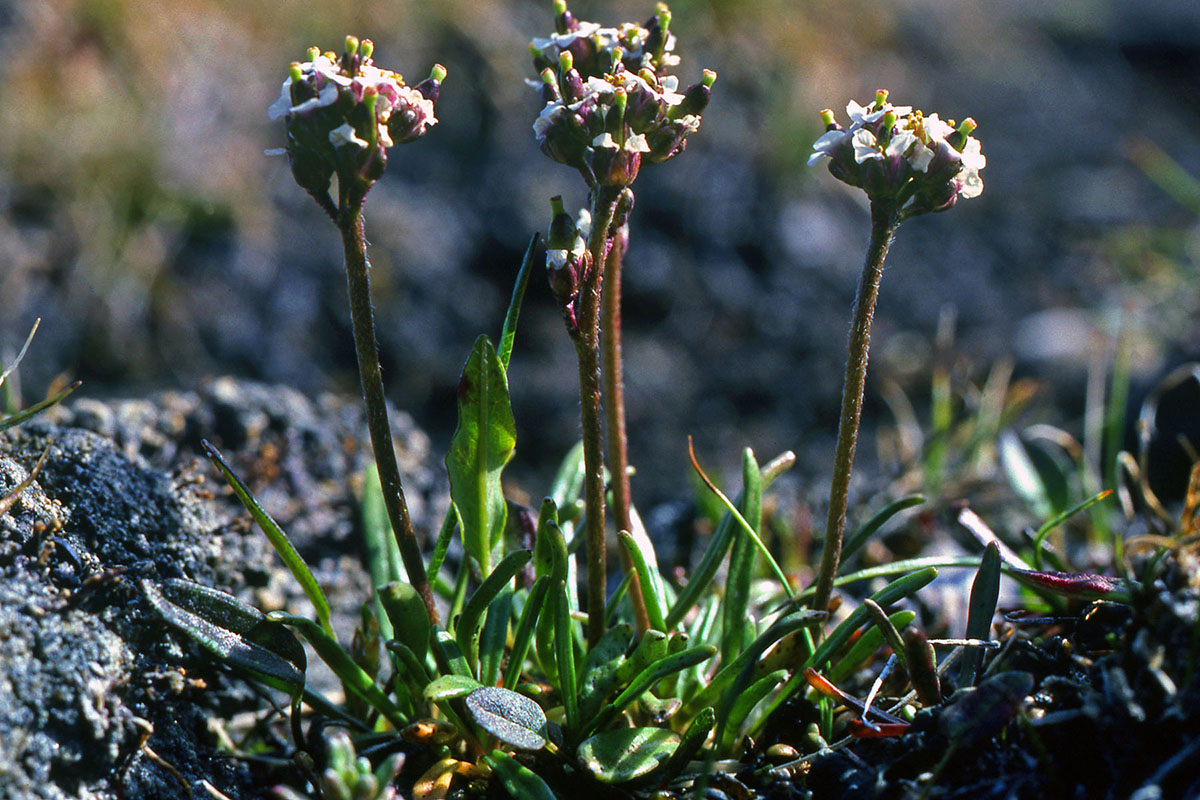 Brassicaceae Braya glabella