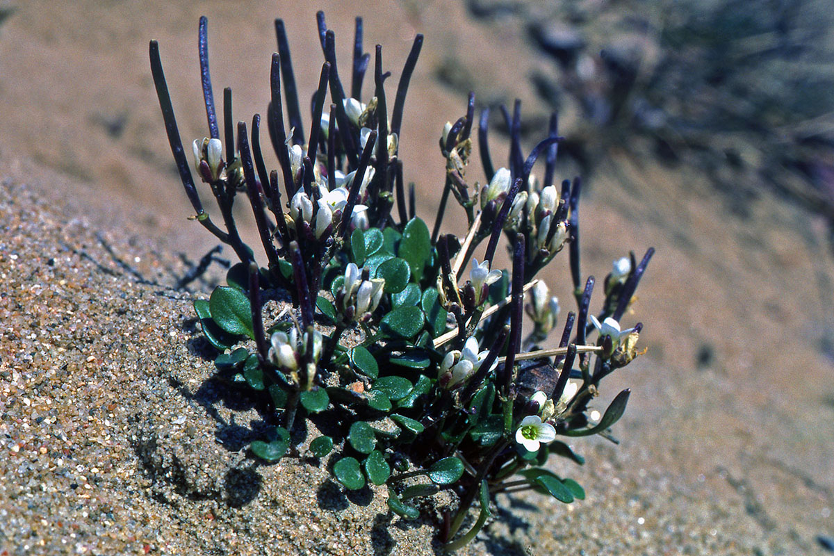 Brassicaceae Cardamine bellidifolia