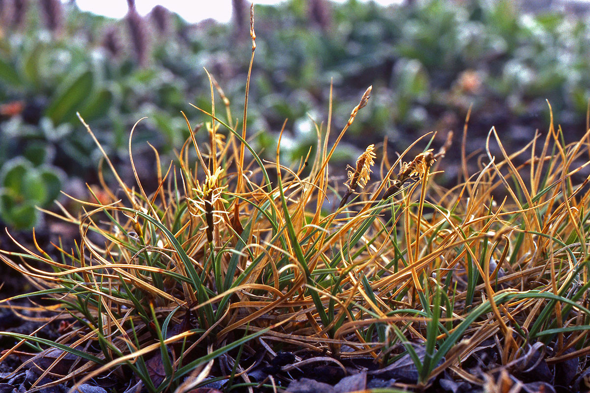Cyperaceae Carex rupestris