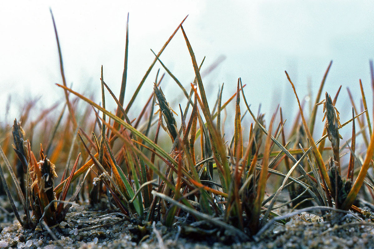 Cyperaceae Carex subspathacea