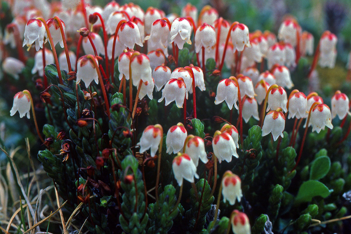 Ericaceae Cassiope tetragona