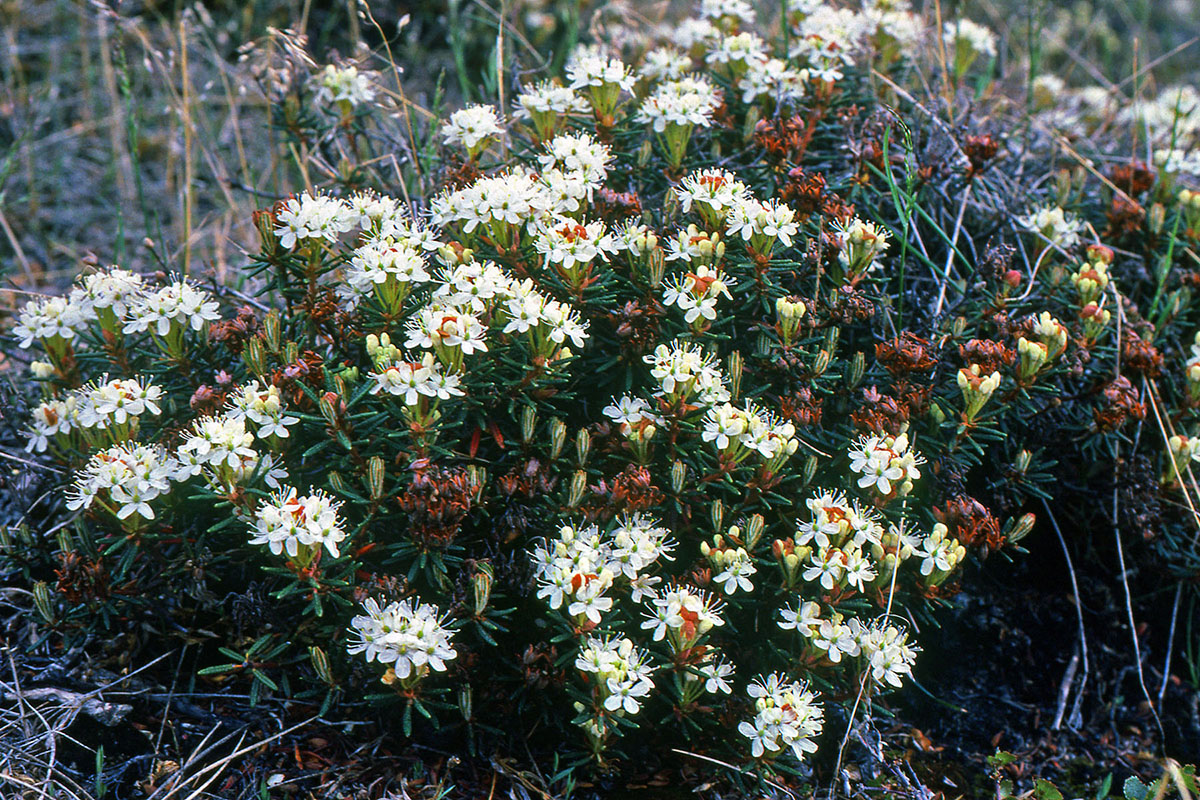 Ericaceae Ledum palustre