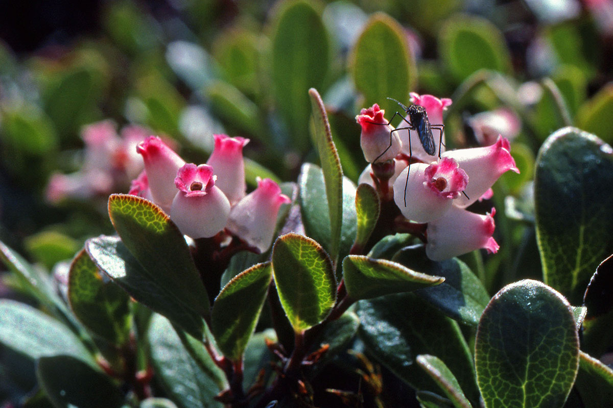 Ericaceae Arctostaphylos uva-ursi