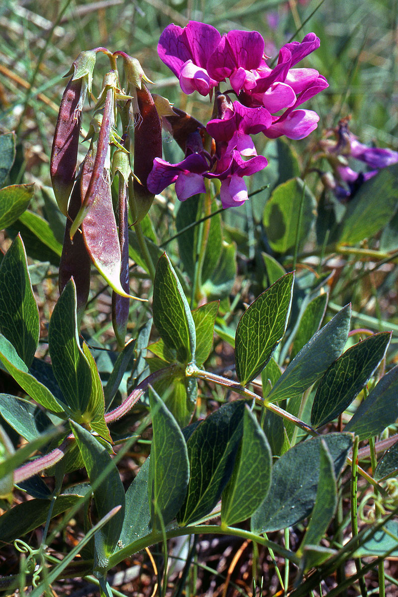 Fabaceae Lathyrus japonicus