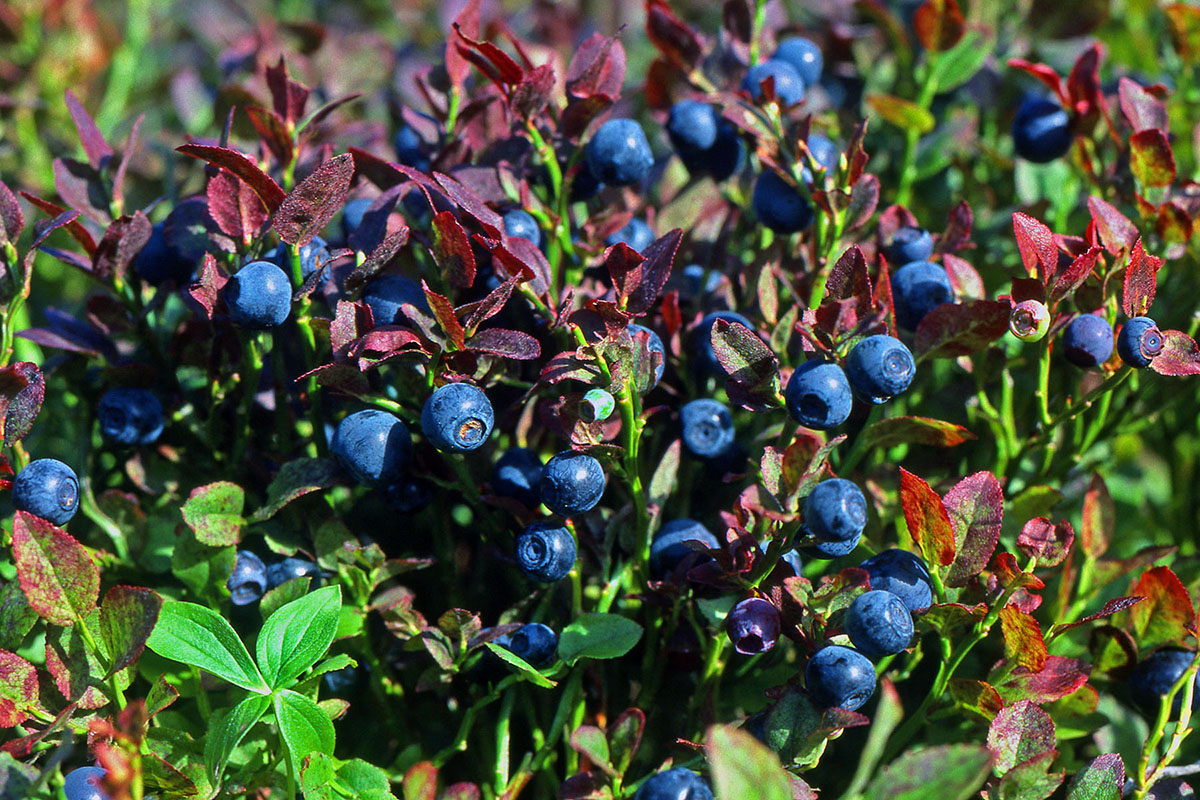 Ericaceae Vaccinium myrtillus